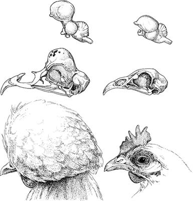 Detailed analysis of skull morphology and brain size in crested Padovana chicken (Gallus gallus f.d.)